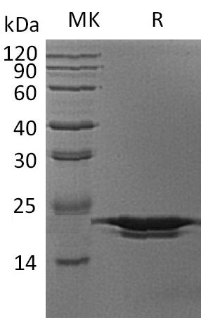 BL-1300NP: Greater than 95% as determined by reducing SDS-PAGE. (QC verified)