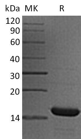 BL-1301NP: Greater than 95% as determined by reducing SDS-PAGE. (QC verified)Recombinant Human HRSP12 Protein (N-6His)