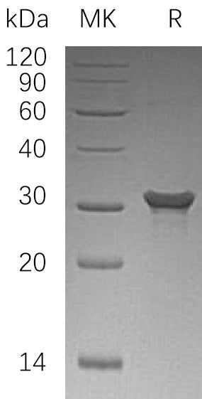 BL-1292NP: Greater than 95% as determined by reducing SDS-PAGE. (QC verified)