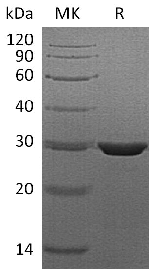 BL-1297NP: Greater than 95% as determined by reducing SDS-PAGE. (QC verified)Recombinant Human PMM2 Protein (C-6His)
