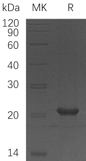 BL-1298NP: Greater than 95% as determined by reducing SDS-PAGE. (QC verified)