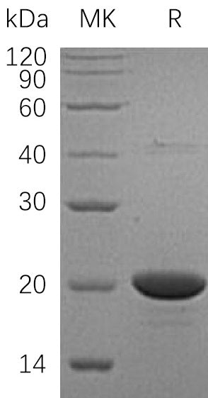 BL-1291NP: Greater than 90% as determined by reducing SDS-PAGE. (QC verified)