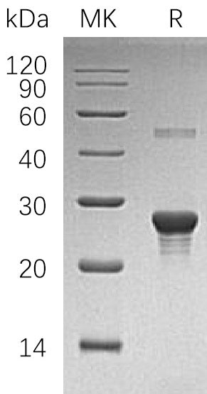 BL-1299NP: Greater than 95% as determined by reducing SDS-PAGE. (QC verified)