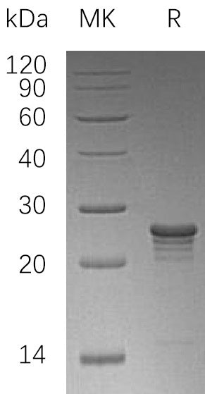 BL-1295NP: Greater than 95% as determined by reducing SDS-PAGE. (QC verified)