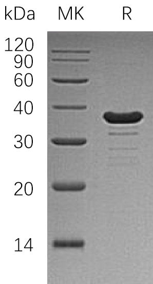 BL-1305NP: Greater than 95% as determined by reducing SDS-PAGE. (QC verified)