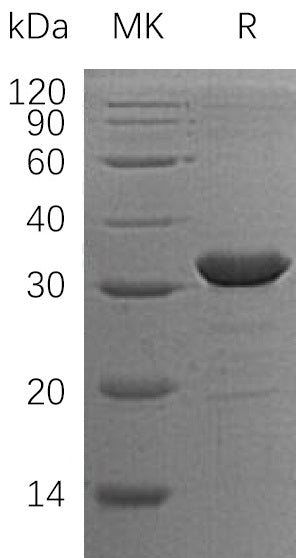 BL-1306NP: Greater than 95% as determined by reducing SDS-PAGE. (QC verified)