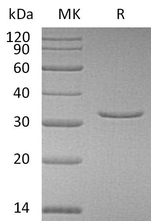 BL-0371NP: Greater than 95% as determined by reducing SDS-PAGE. (QC verified)