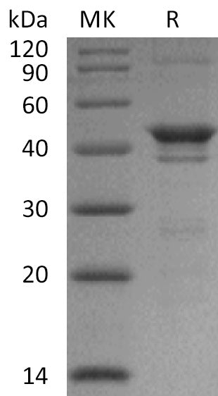 BL-1308NP: Greater than 95% as determined by reducing SDS-PAGE. (QC verified)