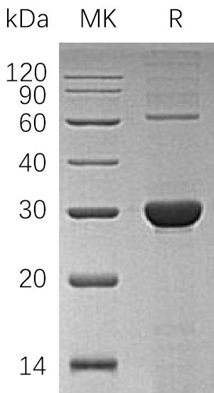 BL-1307NP: Greater than 95% as determined by reducing SDS-PAGE. (QC verified)