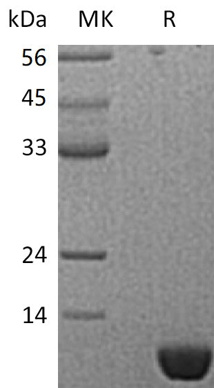 BL-1303NP: Greater than 95% as determined by reducing SDS-PAGE. (QC verified)