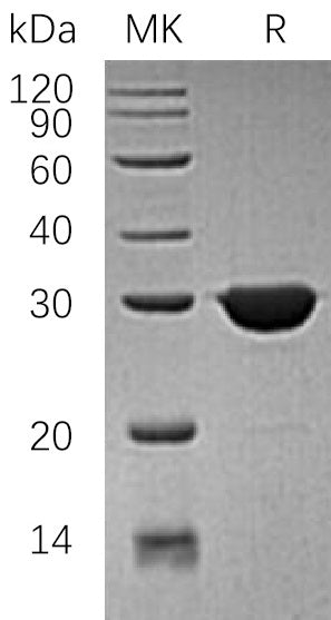 BL-1304NP: Greater than 95% as determined by reducing SDS-PAGE. (QC verified)