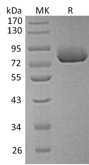 BL-0536NP: Greater than 95% as determined by reducing SDS-PAGE. (QC verified)Recombinant Human SPP1 Protein (C-6His)