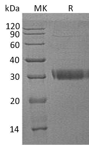BL-0543NP: Greater than 90% as determined by reducing SDS-PAGE. (QC verified)Recombinant Human Acrp30 Protein (C-6His)