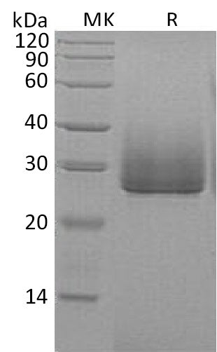 BL-0546NP: Greater than 95% as determined by reducing SDS-PAGE. (QC verified)Recombinant Human ApoD Protein (C-6His)