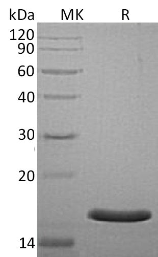 BL-0544NP: Greater than 95% as determined by reducing SDS-PAGE. (QC verified)Recombinant Human AG-3 Protein (C-6His)