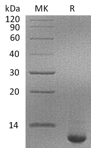 BL-0535NP: Greater than 95% as determined by reducing SDS-PAGE. (QC verified)Recombinant Human SPINK4 Protein (C-6His)