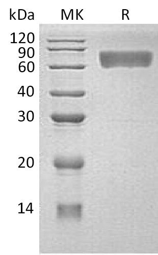BL-0533NP: Greater than 95% as determined by reducing SDS-PAGE. (QC verified)Recombinant Human CD98 Protein (C-6His)