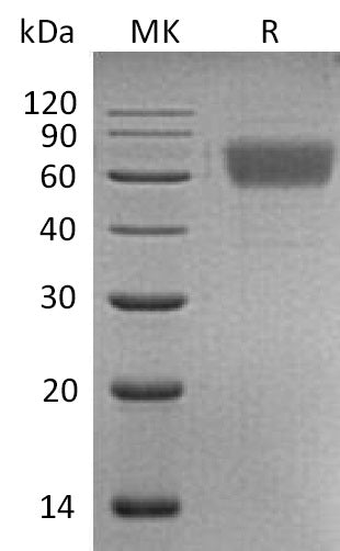 BL-0545NP: Greater than 95% as determined by reducing SDS-PAGE. (QC verified)