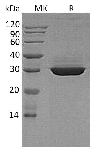 BL-0513NP: Greater than 95% as determined by reducing SDS-PAGE. (QC verified)Recombinant Human ApoA1 Protein (C-6His)