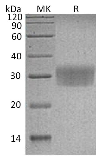 BL-0517NP: Greater than 95% as determined by reducing SDS-PAGE. (QC verified)