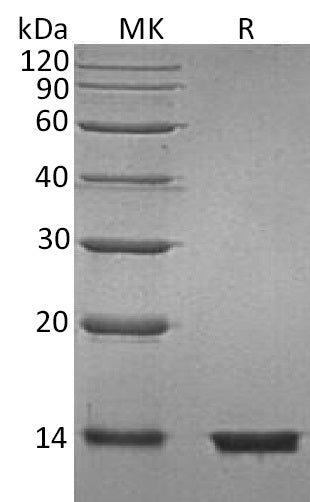 BL-0514NP: Greater than 95% as determined by reducing SDS-PAGE. (QC verified)Recombinant Human B2M Protein (C-6His)
