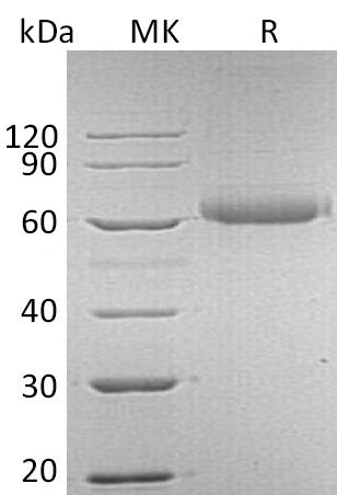 BL-0328NP: Greater than 95% as determined by reducing SDS-PAGE. (QC verified)