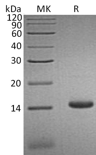 BL-0516NP: Greater than 95% as determined by reducing SDS-PAGE. (QC verified)Recombinant Human CCL3L1 Protein (C-6His)