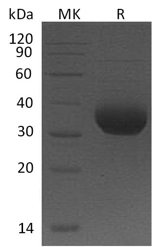 BL-0515NP: Greater than 95% as determined by reducing SDS-PAGE. (QC verified)