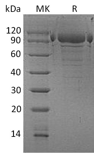 BL-1354NP: Greater than 90% as determined by reducing SDS-PAGE. (QC verified)Recombinant Human PDILT Protein (C-6His)