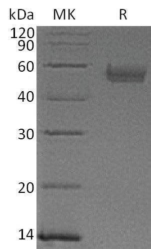 BL-0529NP: Greater than 95% as determined by reducing SDS-PAGE. (QC verified)Recombinant Human Serpin A5 Protein (C-6His)
