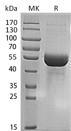 BL-1352NP: Greater than 95% as determined by reducing SDS-PAGE. (QC verified)Recombinant Human MINPP1 Protein (C-6His)