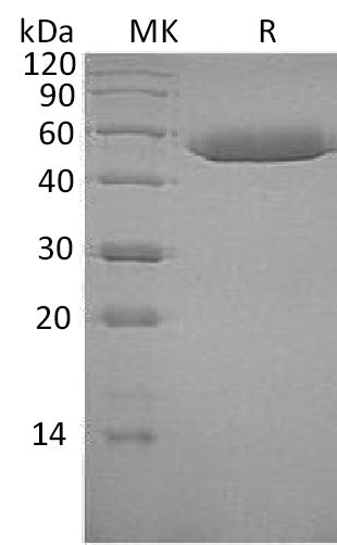 BL-0531NP: Greater than 95% as determined by reducing SDS-PAGE. (QC verified)Recombinant Human Serpin F1 Protein (C-6His)