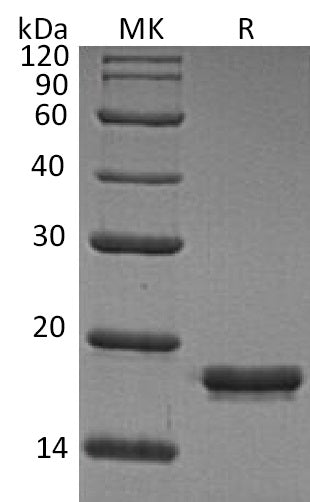 BL-0524NP: Greater than 95% as determined by reducing SDS-PAGE. (QC verified)Recombinant Human REG1A Protein (C-6His)