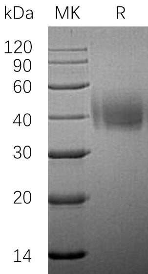 BL-0398NP: Greater than 95% as determined by reducing SDS-PAGE. (QC verified)