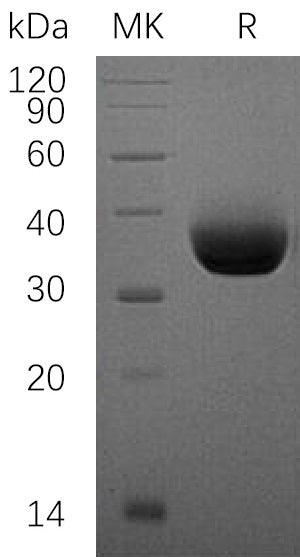 BL-1221NP: Greater than 95% as determined by reducing SDS-PAGE. (QC verified)Recombinant Human PD-L1 Protein (C-6His)