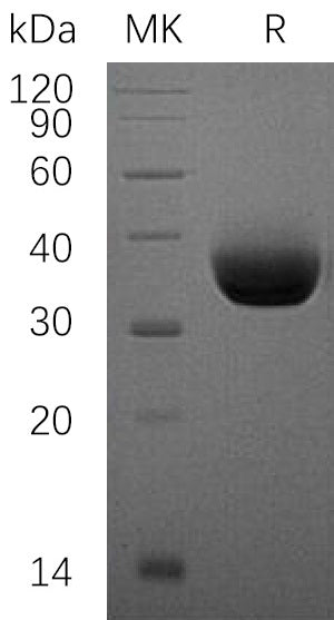 BL-1221NP: Greater than 95% as determined by reducing SDS-PAGE. (QC verified)