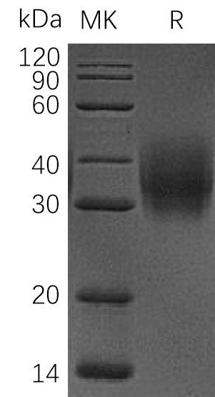 BL-0402NP: Greater than 95% as determined by reducing SDS-PAGE. (QC verified)