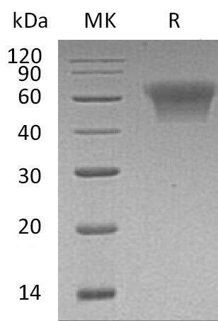 BL-0404NP: Greater than 95% as determined by reducing SDS-PAGE. (QC verified)Recombinant Human CD55 Protein (C-6His)
