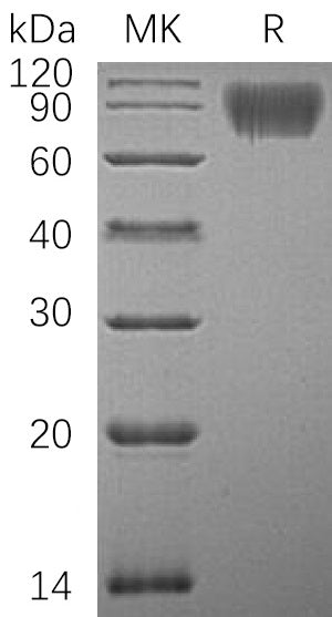 BL-0403NP: Greater than 95% as determined by reducing SDS-PAGE. (QC verified)Recombinant Human ICAM-1 Protein (C-6His)