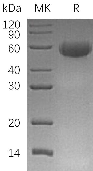 BL-0401NP: Greater than 95% as determined by reducing SDS-PAGE. (QC verified)Recombinant Human CD46 Protein (C-6His)