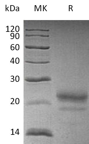 BL-0413NP: Greater than 95% as determined by reducing SDS-PAGE. (QC verified)Recombinant Human CST7 Protein (C-6His)
