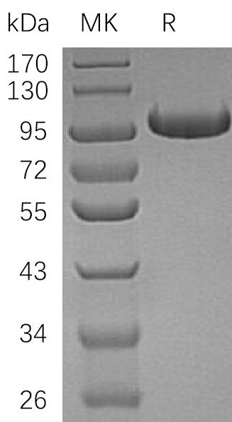 BL-1316NP: Greater than 95% as determined by reducing SDS-PAGE. (QC verified)