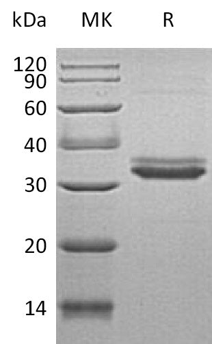 BL-0421NP: Greater than 95% as determined by reducing SDS-PAGE. (QC verified)