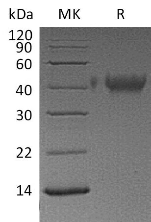 BL-1222NP: Greater than 95% as determined by reducing SDS-PAGE. (QC verified)