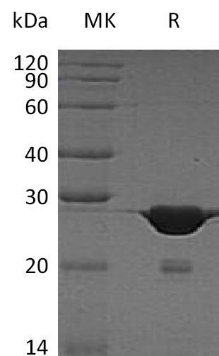 BL-0424NP: Greater than 95% as determined by reducing SDS-PAGE. (QC verified)Recombinant Human HMGB1 Protein (C-6His)