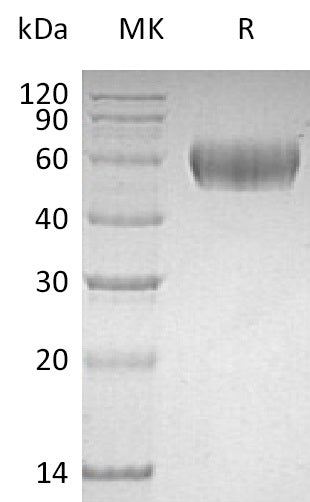 BL-0432NP: Greater than 95% as determined by reducing SDS-PAGE. (QC verified)