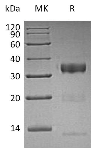 BL-1320NP: Greater than 95% as determined by reducing SDS-PAGE. (QC verified)Recombinant Human KLK10 Protein (C-6His)