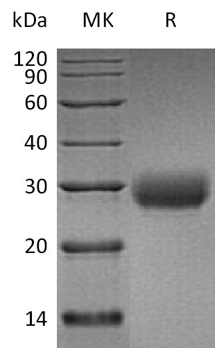 BL-0429NP: Greater than 95% as determined by reducing SDS-PAGE. (QC verified)Recombinant Human LAIR1 Protein (C-6His)