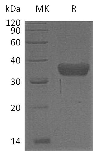 BL-1325NP: Greater than 95% as determined by reducing SDS-PAGE. (QC verified)Recombinant Human KLK8 Protein (C-6His)