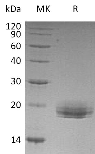 BL-0430NP: Greater than 95% as determined by reducing SDS-PAGE. (QC verified)Recombinant Human LAIR2 Protein (C-6His)